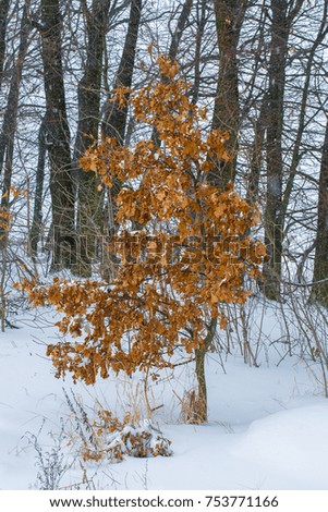 Photo of many winter trees near snowy field