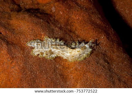 Pseudobiceros kryptos, Flatworm