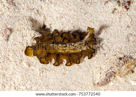 Flatworm on sand, Indonesia