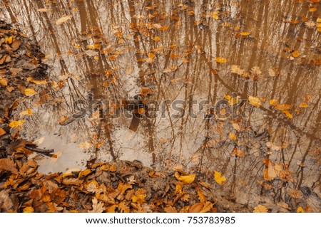 autumn landscape in forest, Hungarian hiking scene fall colors