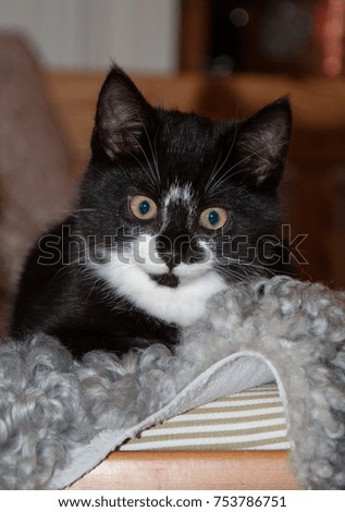 A little black and white kitten looking in to the camera