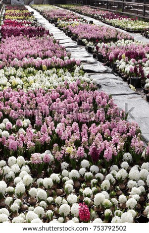 Field of colorful spring flowers hyacinths plants in greenhouse on sunlight  for sale. Background texture photo of yellow, white, pink and purple hyacinth flowers, floral pattern 
