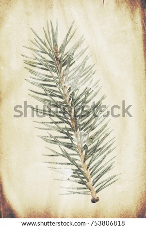 Christmas theme, old blank page from ancient book with spruce branch image