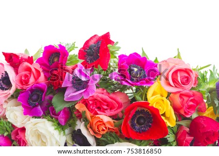 Fresh blooming anemones and roses flowers border isolated over white background