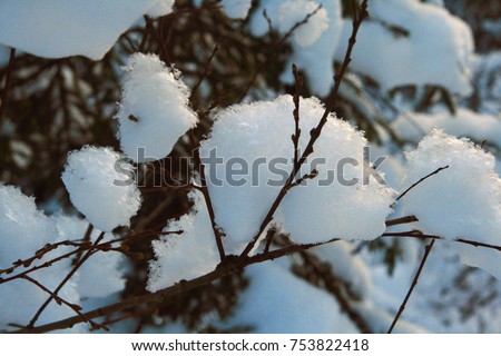 On the branches lies fluffy snow