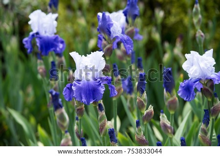  Colorful irises in the garden, perennial garden. Gardening. Bearded iris
