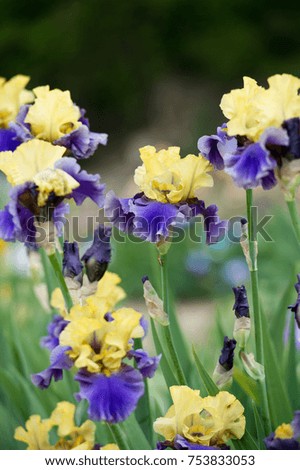  Colorful irises in the garden, perennial garden. Gardening. Bearded iris
