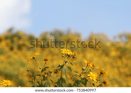 Mexican sunflower bokeh background