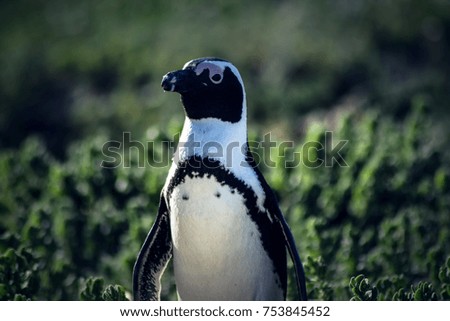 Penguin of South Africa