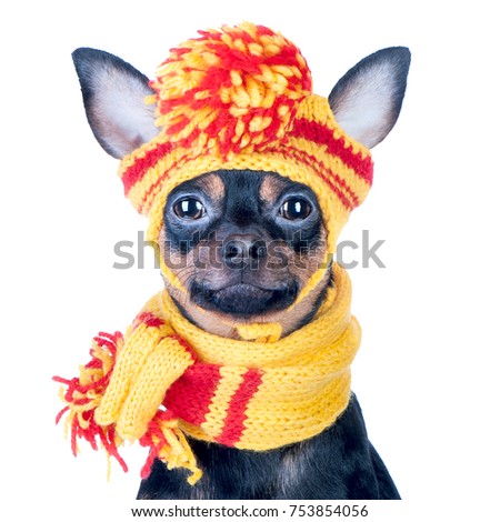 Funny dog in a knitted cap and scarf, portrait of a macro isolated. Autumn, winter, clothes for dogs. Royalty-Free Stock Photo #753854056