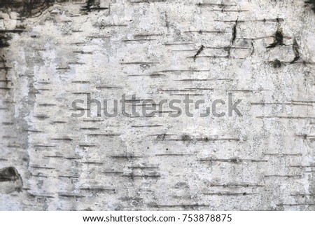 texture of birch bark as natural organic background