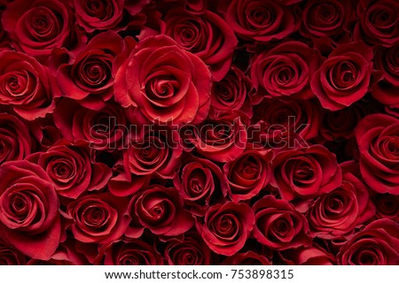 Red rose background 