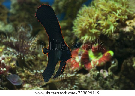 macro close up of pinnatus batfish (platax pinnatus). marine fish