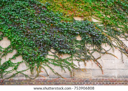 Autumn background . Maple leaves on brick wall