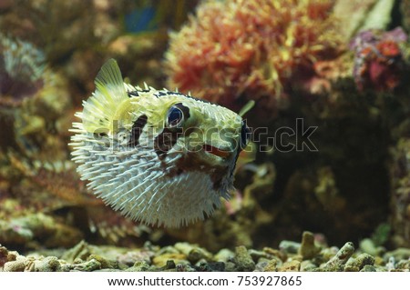 macro close up of porcupine pufferfish. marine fish
