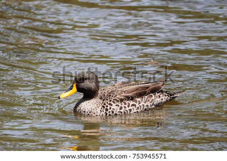 Duck swimming on pond