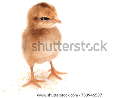 chick brown. isolated on white background