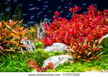 Planted tropical aquarium with neon