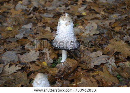 Coprinus comatus, the shaggy ink cap, lawyer's wig, or shaggy mane, is a common fungus growing on lawn. It will turn black and dissolve itself in matter of hours after being picked.