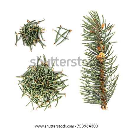 Pine Tree Needles Isolated on White Background. Dietary supplements and traditional medicine component containing vitamin C