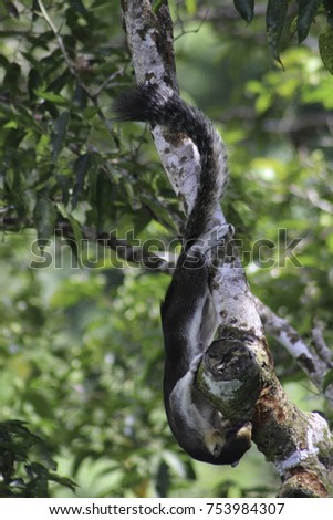 A foreign variety of the squirrel hangs upside down on a tree trunk with its body and tail winding around the tree. Taken with a zoom lens while traveling through Indonesia