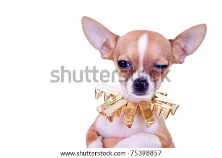 closeup picture of a chihuahua puppy with golden studded collar looking very suspicious