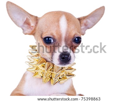 closeup picture of a chihuahua puppy with golden studded collar