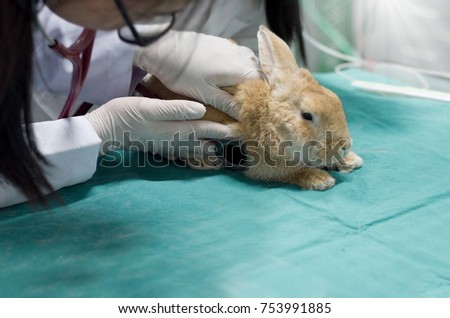 Doctor or Veterinarianare examining and prepare cute rabbit 've sick on green drape in Operating Room and Animal anesthesia before surgery