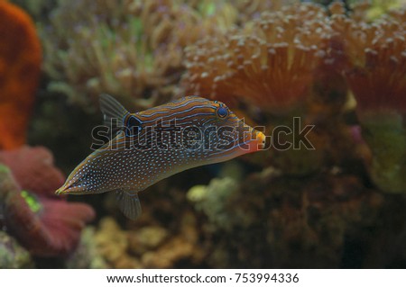 macro close up of hawaiian blue pufferfish. marine fish
