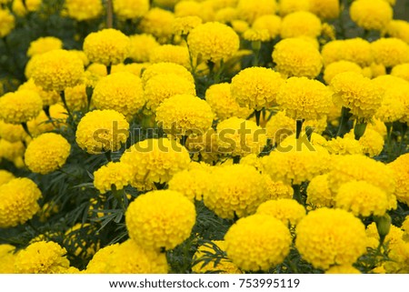 Marigold flowers in the garden