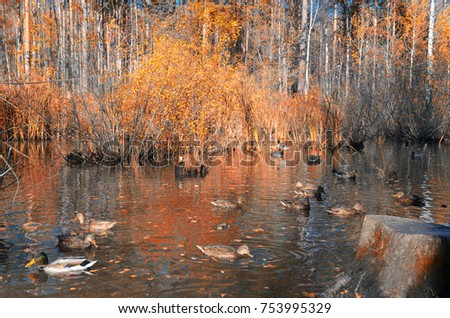Pond in autumn with ducks