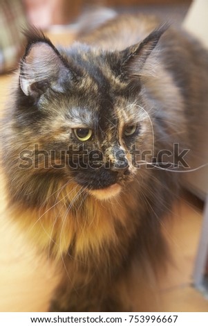 Severe tricolor cat