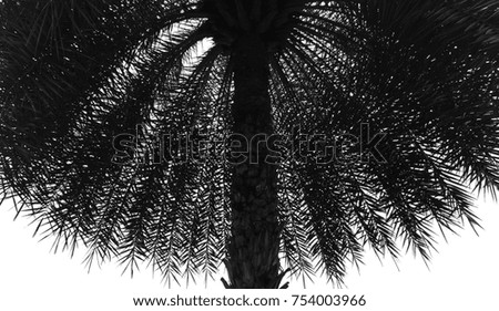 Palm leaves isolated on white background with copy space.black and white picture.Stripe lines.tropical tree