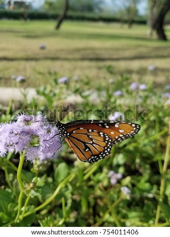 Monarch Butterfly feeding in South Texas.  Migrating south for the winter in Sierra Madre Mountains in Mexico. Royalty-Free Stock Photo #754011406