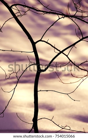 snow background. winter mood and Winter minimalism. unusual shadows on the snow. Bright Winter landscape of branches against colorful snow. Winter wonderland. Dry branch on snow-white sparkling snow