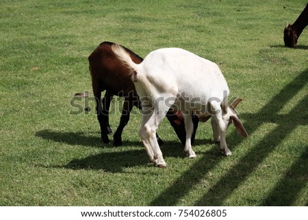 A little baby white sheep and a little brown sheep eating fresh green grass