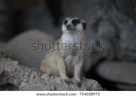 Meerkat 