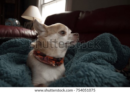 Chihuahua dog posing