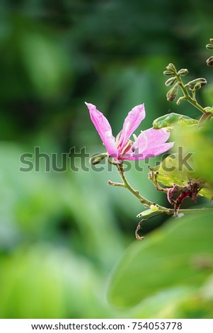 Pink Butterfly tree