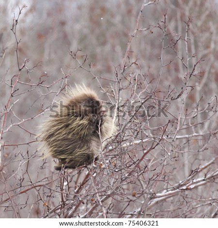 Kind of ironic,  a porcupine eating a thorn tree;