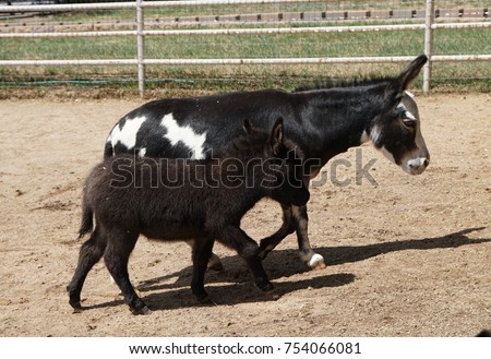 Dwarf Donkeys with Mama's and babies playing running around rolling in the sand just having fun those happy animals                              