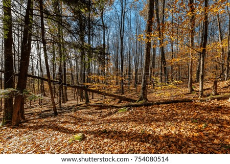 View of a forest in late fall 
