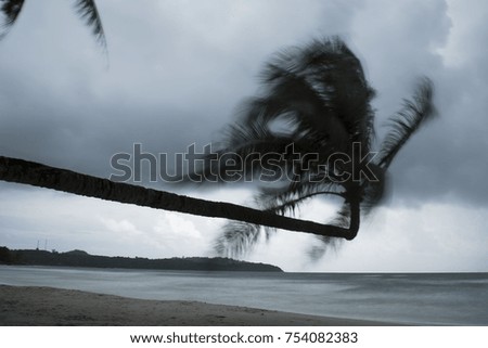 Coconut tree twists when the wind./The strength of the winds makes the coconut trees waver.