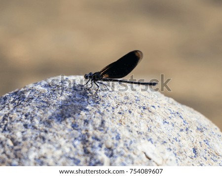 dragonfly on a rock near the water