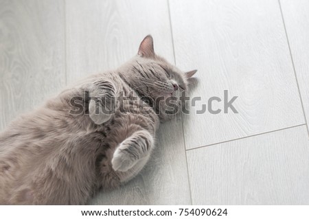 Lilac scottish straight cat is lying on the floor