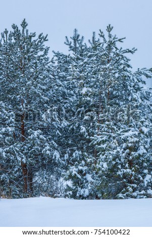 Photo of many winter trees near snowy field