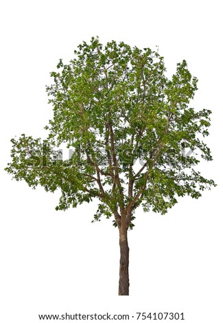 Old green tree isolated on white background (Neem, Azadirachta indica, siamensis Valeton), perennial plant