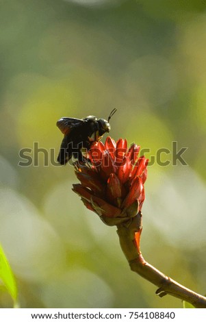 A carpenter bee swarming around a indian head ginger flower; picture taken at Khao Sok National Park, Thailand.