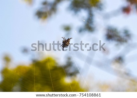 A spiny orb weaver spider spinning it's web in the morning; picture taken at Khao Sok National Park, Thailand.