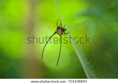 A long horned orb weaver waiting for it's prey; picture taken at Khao Sok National Park, Thailand.